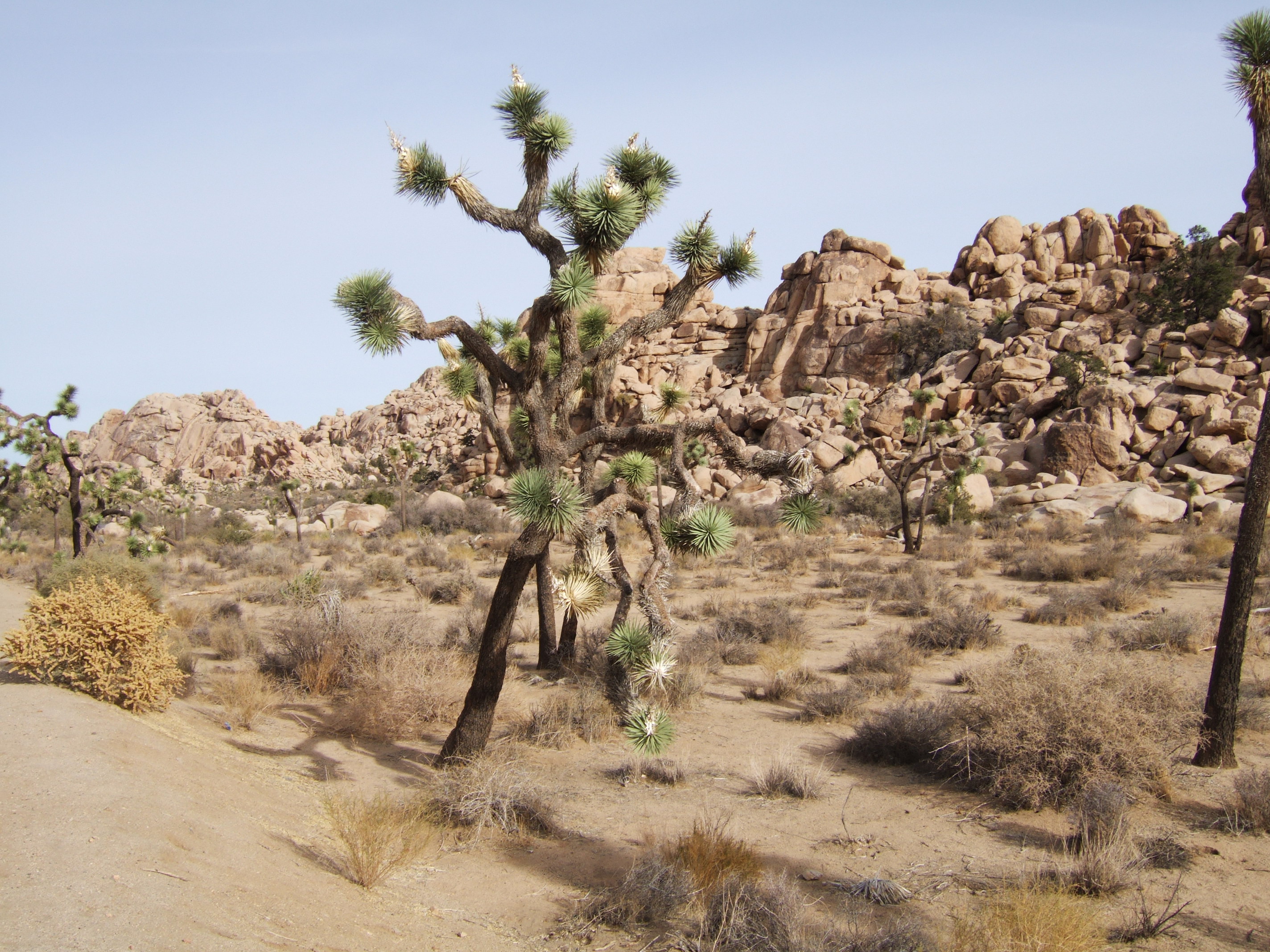 Joshua Tree NP